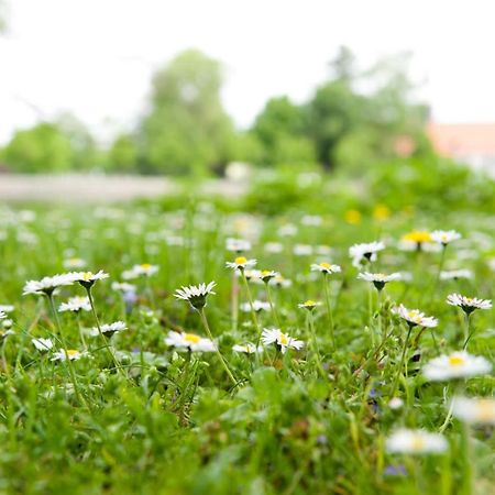 랜드하우스 주 덴 로덴 포어렌 호텔 일젠부르크 외부 사진 A lawn with flowers